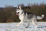 SIBERIAN HUSKY 419